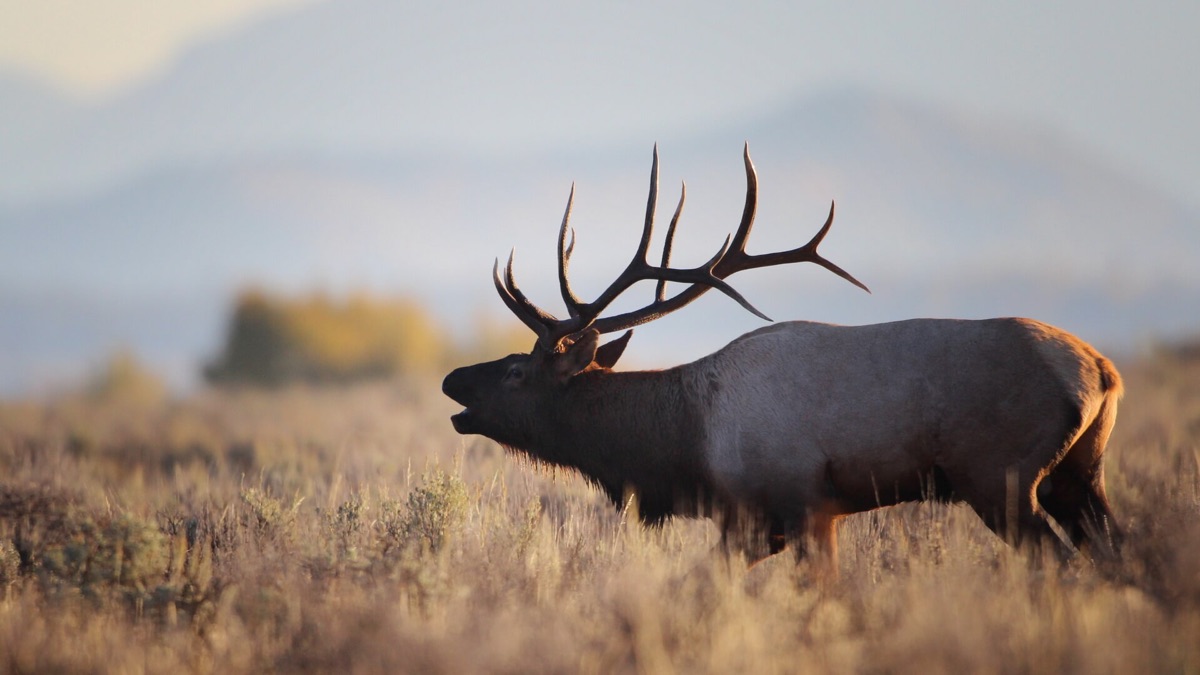 A bull elk in sagebrush with mountains behind